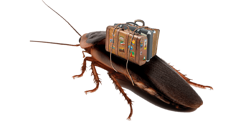 Bed Bug Exterminator Port Charlotte